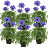 Set of 3 or 6 Garden Ready Plants – Anemone ‘Harmony Blue’, Ready to Plant in Your Garden