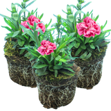 Set of 3 or 6 Large Plants - Dianthus Oscar Pink Purple, Outdoor Garden Ready