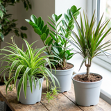 3 Easy Care Houseplants Collection - Spider Plant, ZZ Plant & Dracaena Marginata, 1 Litre Root Ball