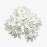 1 Large Plant - Choisya Snow Flurries, Ready to Plant in Your Garden, 3L Pot