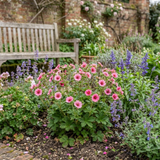 Set of 3 or 6 Potentilla Miss Wilmott Hardy Perennial Shrub Plants, Bee Friendly Summer Flowering, Outdoor Garden Ready, 1 Litre Root-Ball