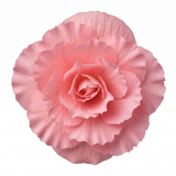 1 Large Plant - Begonia Non Stop Mocca Light Pink, Outdoor Garden Ready, 5L Pot
