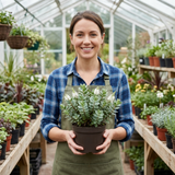 Set of 3 or 6 Hebe Sutherlandii Hardy Evergreen Flowering Perennial Shrub Plants, Outdoor Garden Ready, 1 Litre Root-Ball