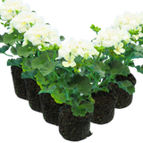 Geranium Toscana Erika