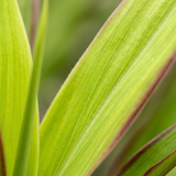 1 Large Plant - Cordyline Lime Passion, Ready to Plant in Your Garden, Peat Free
