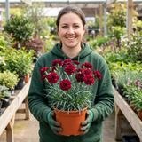 1 Carnation Capitan Cook Dianthus Plant, Fragrant Summer Flowering Hardy Perennial, 2Ltr Root Ball