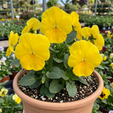 3 Pansy Delta Pro Clear Yellow Plants, Frost Hardy Winter & Spring Flowering, 3Ltr Root-Ball