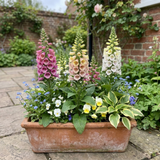Set of 3 or 6 Large Plants - Foxglove Foxy Mix, Ready to Plant in Your Garden, 1L Rootballs