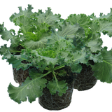 Ornamental Cabbage Red