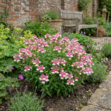 Set of 3 or 6 Large Plants - Nemesia Nuvo Pink Bicolour, Ready to Plant in Your Garden