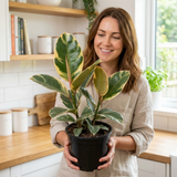 1 Ficus Elastica Tineke Rubber Tree Plant, Live Indoor Houseplant, Easy Care, 17cm Root Ball