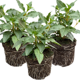 Set of 3 or 6 Large, Garden Ready Plants - Fuchsia Bella Mariska (Light Pink & Purple)