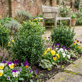 Set of 3 or 6 Euonymus Microphyllus Hardy Evergreen Shrub Plants, Japanese Spindle Hedge, Box Blight Alternative, Outdoor Garden Ready, 1 Litre Root-Ball