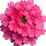 Set of 3 or 6 Verbena Trailing Magelana Hot Rose Plants, Summer Bedding Garden Ready, 10.5cm Root-Ball