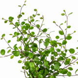 3 Muehlenbeckia Green Wire Vine Plants, 9cm Pots