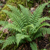 Set of 3 or 6 Soft Shield Fern Polystichum Setiferum Plants, Hardy Evergreen Shade Loving Perennial Ferns, Outdoor Garden Ready, 1 Litre / 11cm Root-Ball