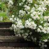 Set of 3 or 6 Large Plants - Choisya Sundance, Ready to Plant in Your Garden, Peat-Free