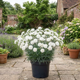 1 Cottage Pinks Dianthus Memories Plant, Hardy Perennial Summer Flowering, 2 Litre Root Ball
