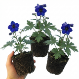 Set of 3 or 6 Delphinium Dark Blue Black Bee Tall Hardy Perennial Plants, Summer Flowering Border Plants, Outdoor Garden Ready, 1 Litre Root-Ball
