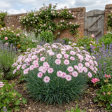 1 Fragrant Cottage Pink Dianthus Memories, Hardy Perennial Summer Flowering Garden Plant, 5L Root Ball