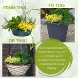 Herb Alfresco Mixed SpeedPlanter – 7 Fresh Culinary Herbs, Garden Ready