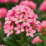 Escallonia Pink Elle