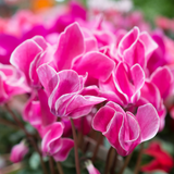 Large Cyclamen Bicolour Growers Selection