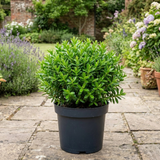 1 Hebe Emerald Gem Hardy Perennial Plant, Compact Evergreen Flowering Shrub, 2 Litre Root Ball