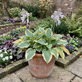 Set of 3 or 6 Large Hosta Plants - First Frost Plantain Lily, Ready to Plant in Your Garden
