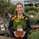 1 Coreopsis Solar Jewel Live Perennial Plant, Hardy Summer Flowering Garden, 3 Litre Root-Ball