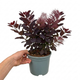 1 Large Plant - Cotinus Royal Purple, Ready to Plant in Your Garden, 3L Pot