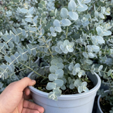 1 Large Plant - Eucalyptus France Blue, Outdoor Garden Ready, 7.5L Pot