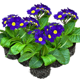 Polyanthus Blue