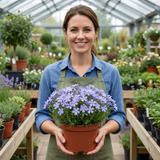 Set of 3 or 6 Phlox Emerald Cushion Blue Alpine Plants, Hardy Perennial Creeping Ground Cover, Flowering Garden Plants, 1 Litre Root-Ball