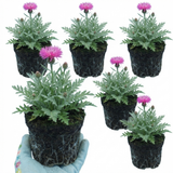 Set of 3 or 6 Centaurea Dealbata Bright Rose Persian Cornflower Plants, Hardy Cottage Garden Perennial, Outdoor Garden Ready, 1 Litre Root-Ball
