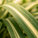 1 Large Plant - Cordyline Eurostripe, Ready to Plant in Your Garden, 3L Rootball
