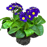Polyanthus Blue
