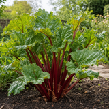 1 Rhubarb Victoria Plant, Hardy Perennial, Grow Your Own Fruit, Garden Ready, 17cm Root Ball