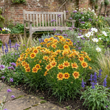 Set of 3 or 6 Coreopsis Uptick Gold Bronze Hardy Perennial Plants, Bee Friendly Summer Flowering, 1 Litre Root Ball