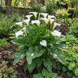 1 Zantedeschia Snow White Live Plant, Hardy Perennial Calla Lily, Outdoor Garden Ready, 3 Litre Root-Ball