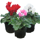 Cyclamen Growers Selection 10.5cm