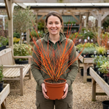 1 Cornus Midwinter Fire Shrub, Red Stem Dogwood Plant for Winter Interest, 3 Litre Root Ball
