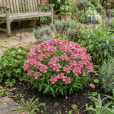 Set of 3 or 6 Large Plants - Nemesia Nuvo Rose, Ready to Plant in Your Garden