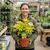 1 Choisya Aztec Gold Plant, Hardy Evergreen Mexican Orange Blossom Shrub, 3 Litre Root Ball
