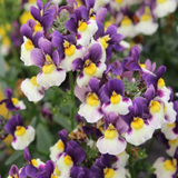Set of 3 or 6 Large Plants - Nemesia Nuvo Blue Bicolour, Ready to Plant in Your Garden