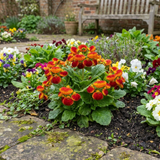 Set of 3 or 6 Garden Ready Plants – Calceolaria Calynopsis ‘Red Orange Bicolour’, Ready to Plant