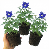 Set of 3 or 6 Delphinium Dark Blue White Bee Hardy Perennial Plants, Tall Cottage Garden Flowers, Outdoor Garden Ready, 1 Litre Root-Ball