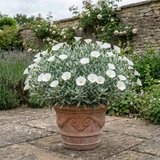 1 Convolvulus Cneorum Silver Bush Plant, Hardy Evergreen White Flowering Shrub, 2L Root-Ball