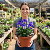 3 Pansy Delta Pro Marina Plants, Hardy Winter & Spring Flowering Pansies, 3 Litre Root Ball