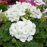 Geranium Toscana Erika